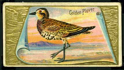 20 Golden Plover